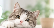 静かにのぞき込む猫